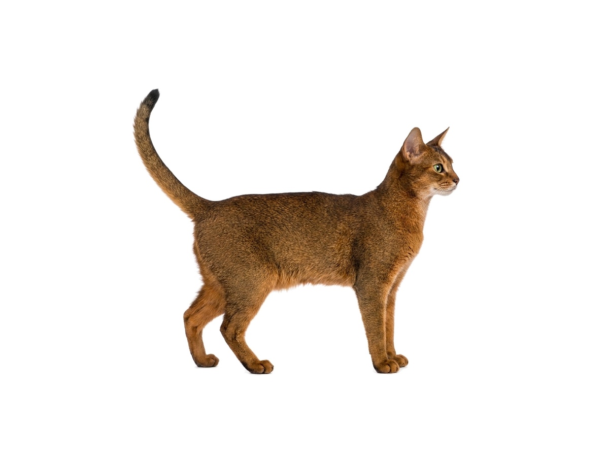 Abyssinian representative cat