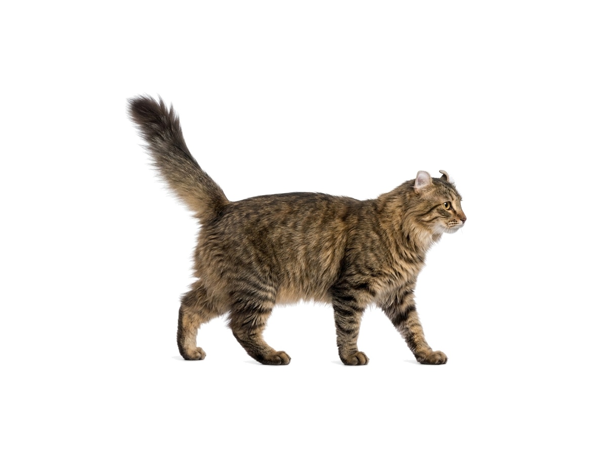 American Curl Longhair representative cat