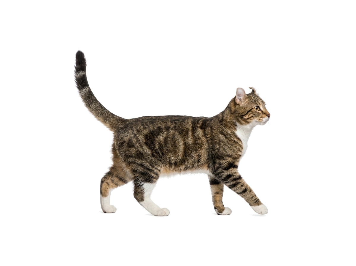 American Curl Shorthair representative cat