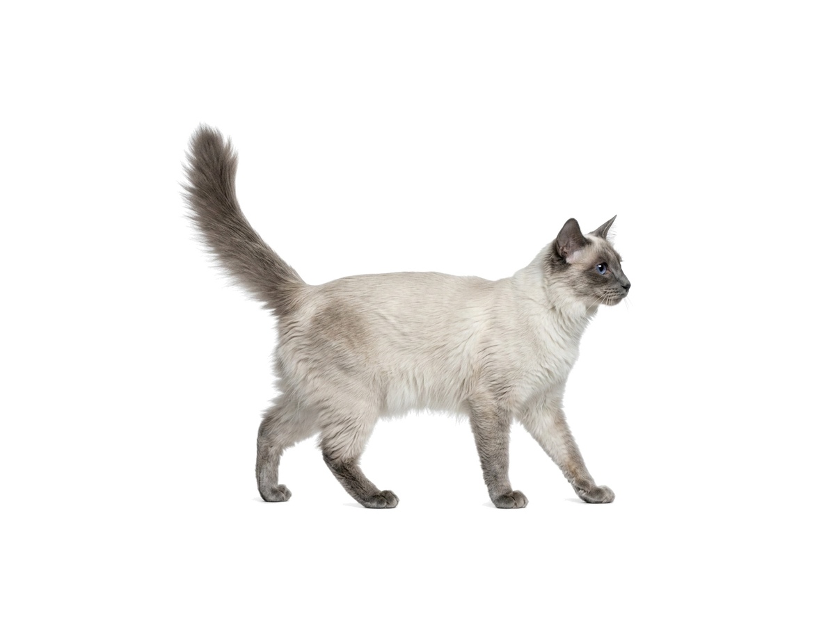 Balinese representative cat