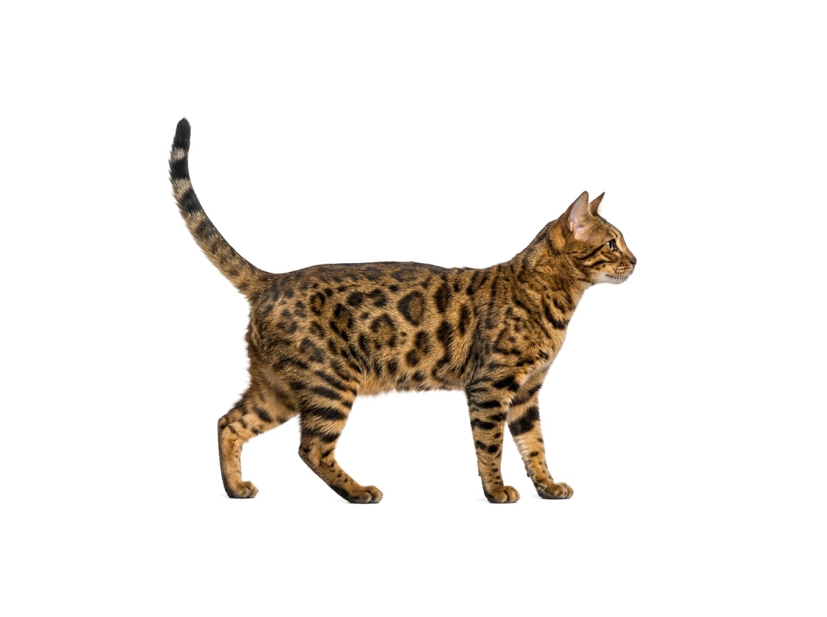 Bengal representative cat