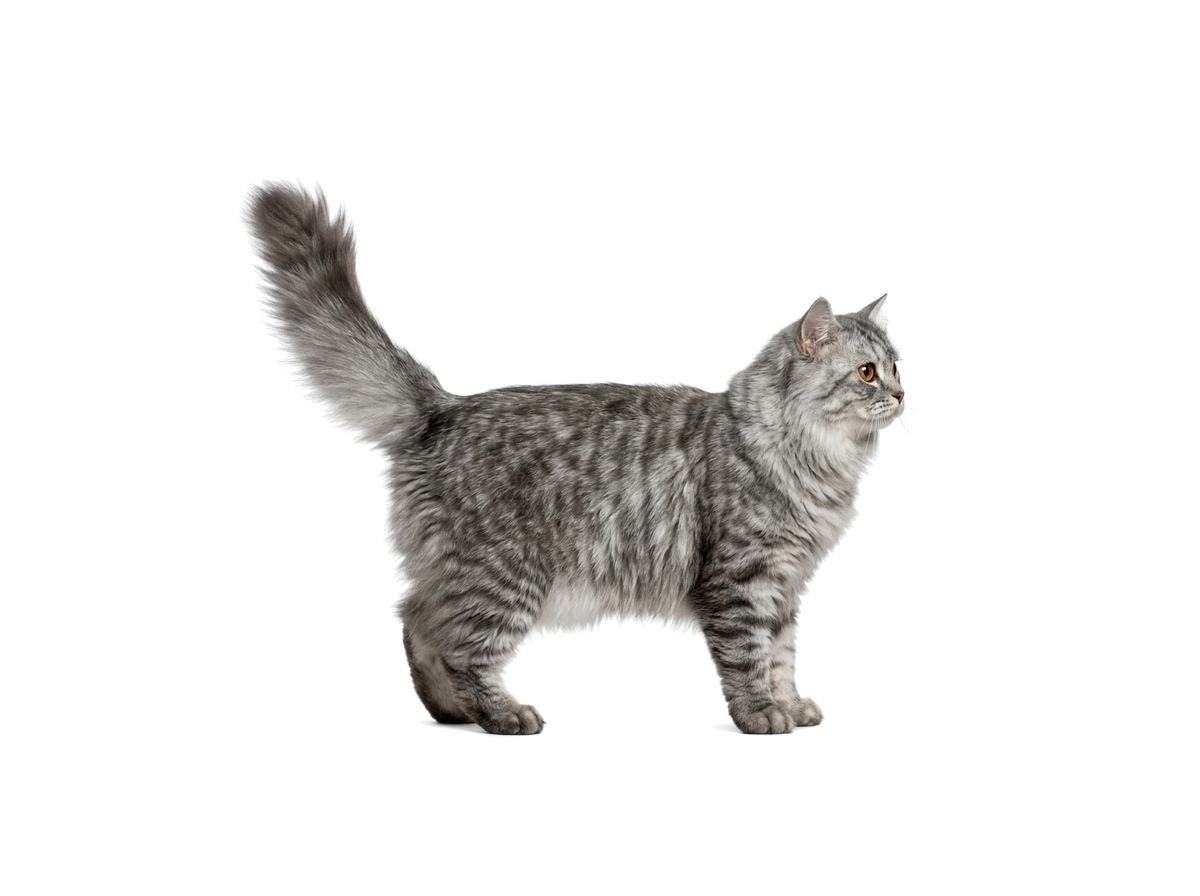 British Longhair representative cat