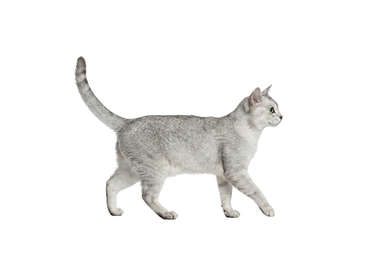 Burmilla representative cat