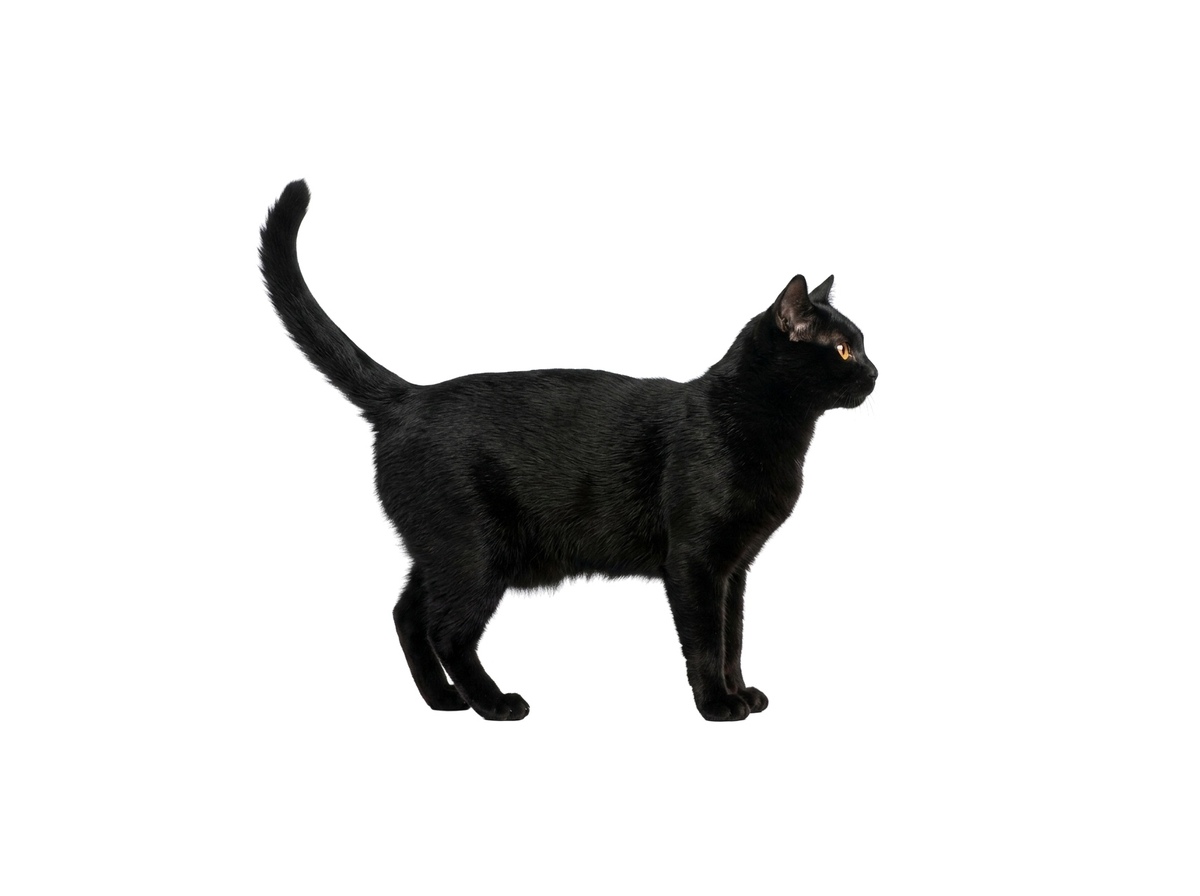 Bombay representative cat