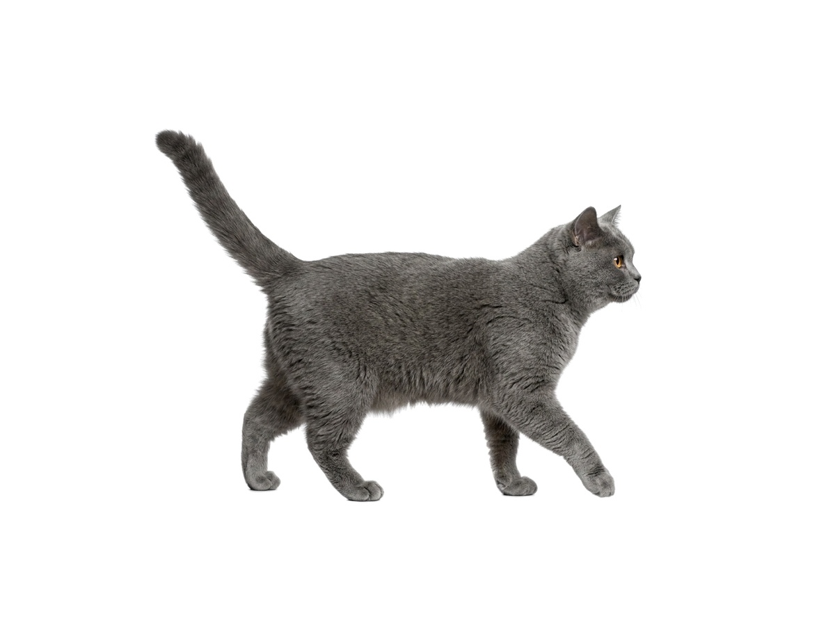 British Shorthair representative cat
