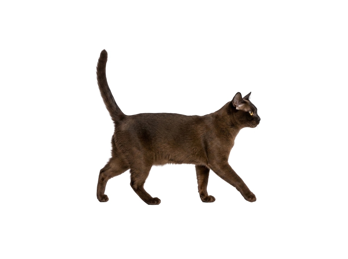 Burmese representative cat