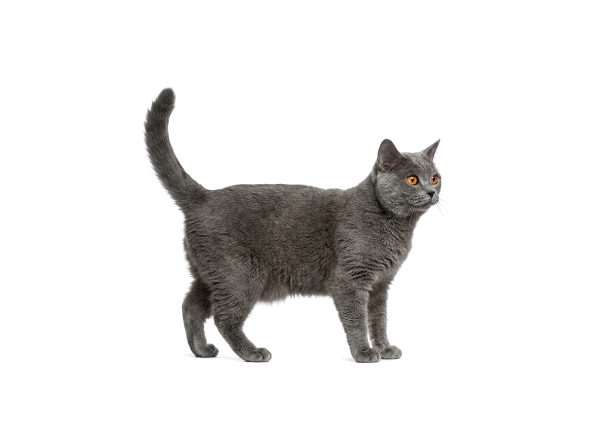 Chartreux representative cat