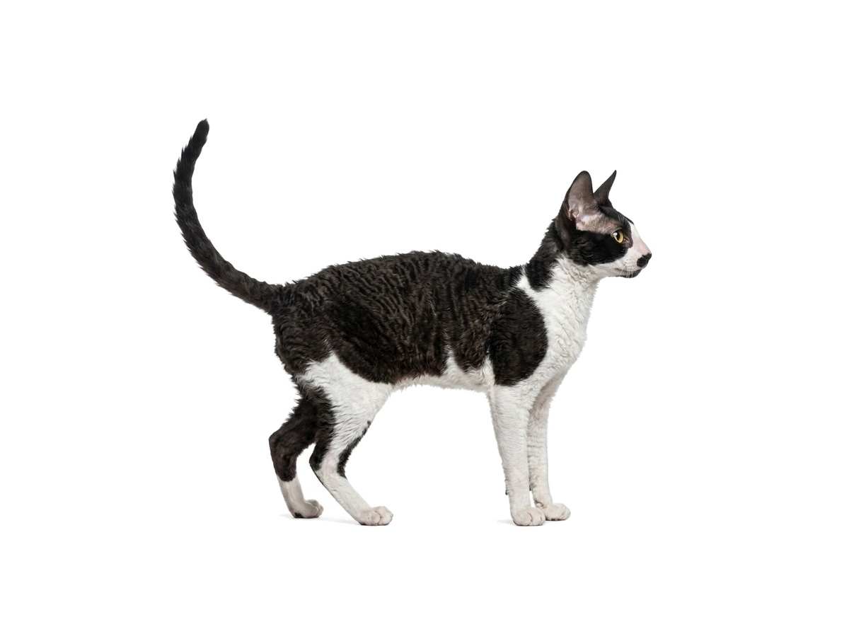 Cornish Rex representative cat