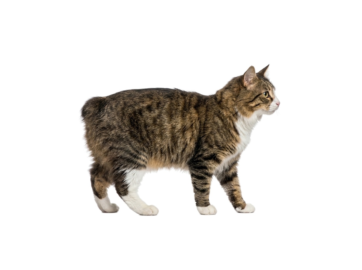 Cymric representative cat