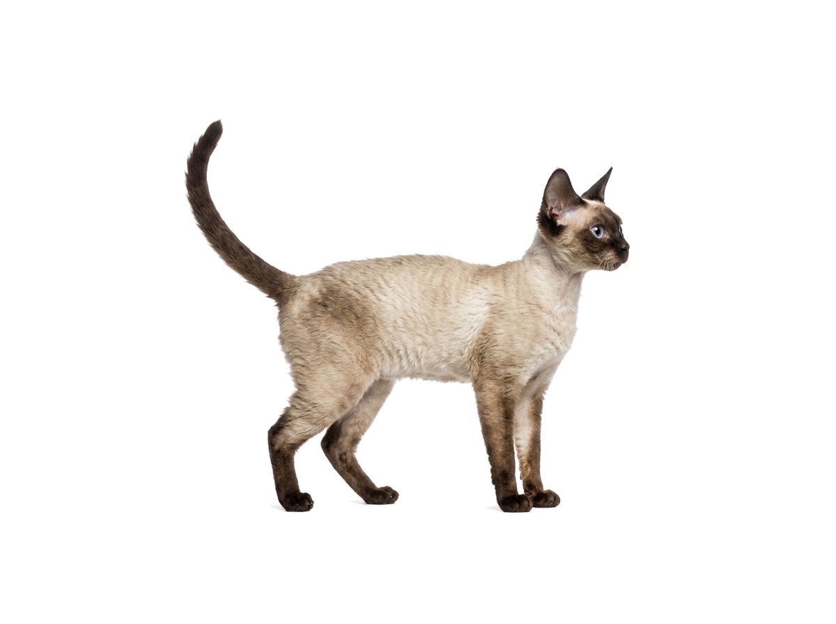 Devon Rex representative cat
