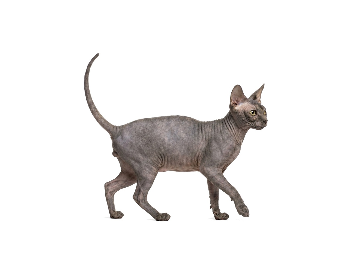 Don Sphynx representative cat