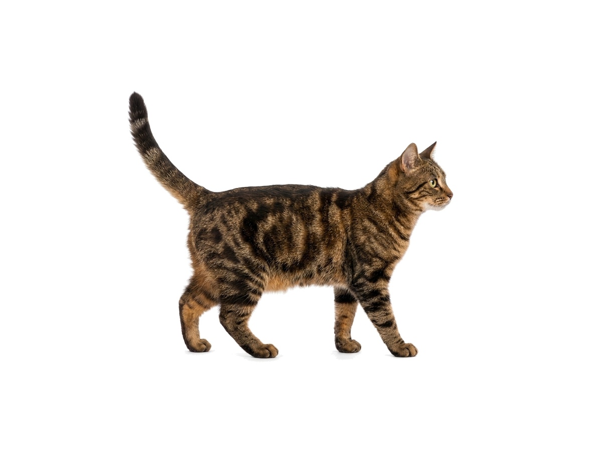 European representative cat