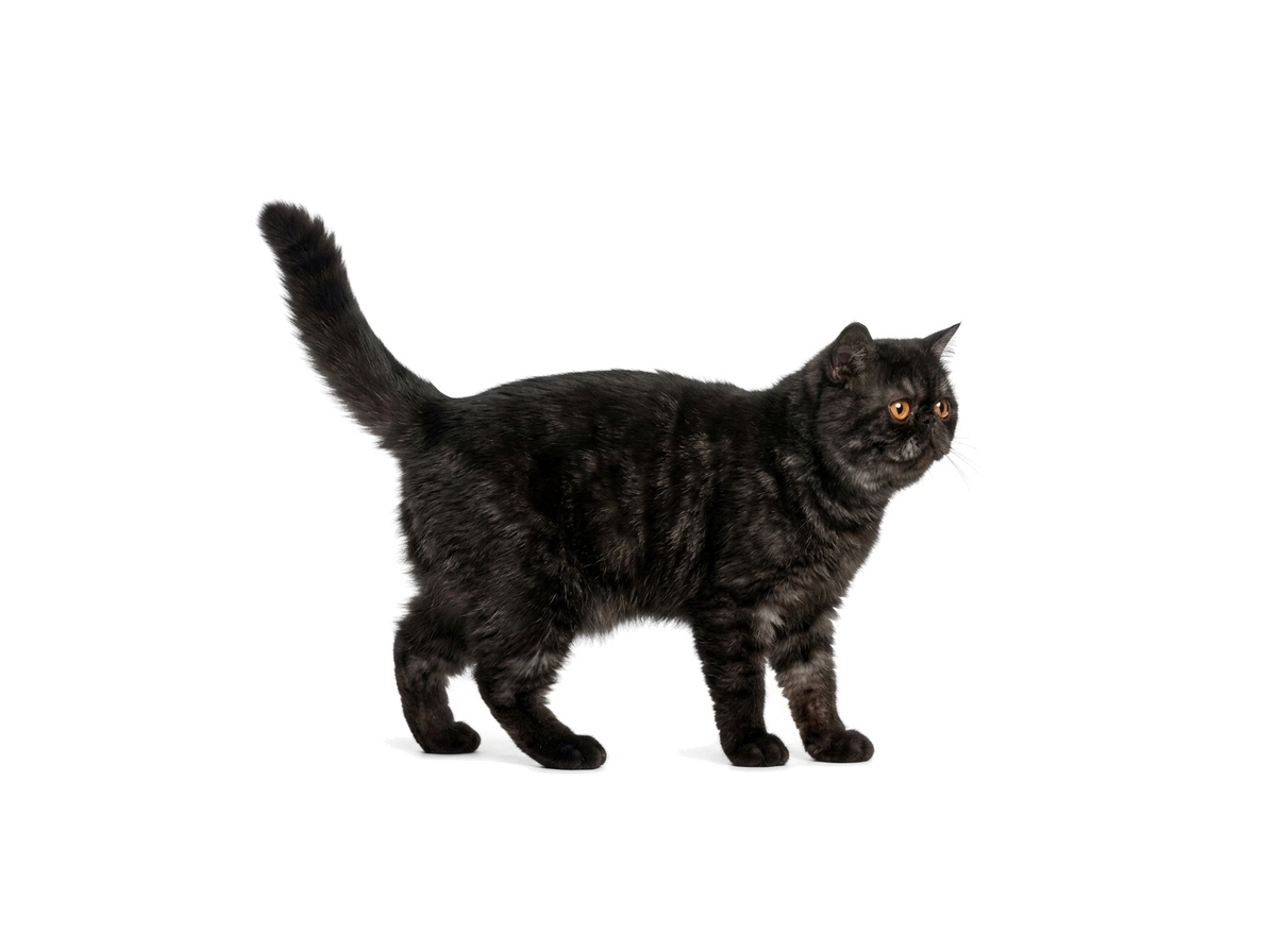 Exotic representative cat