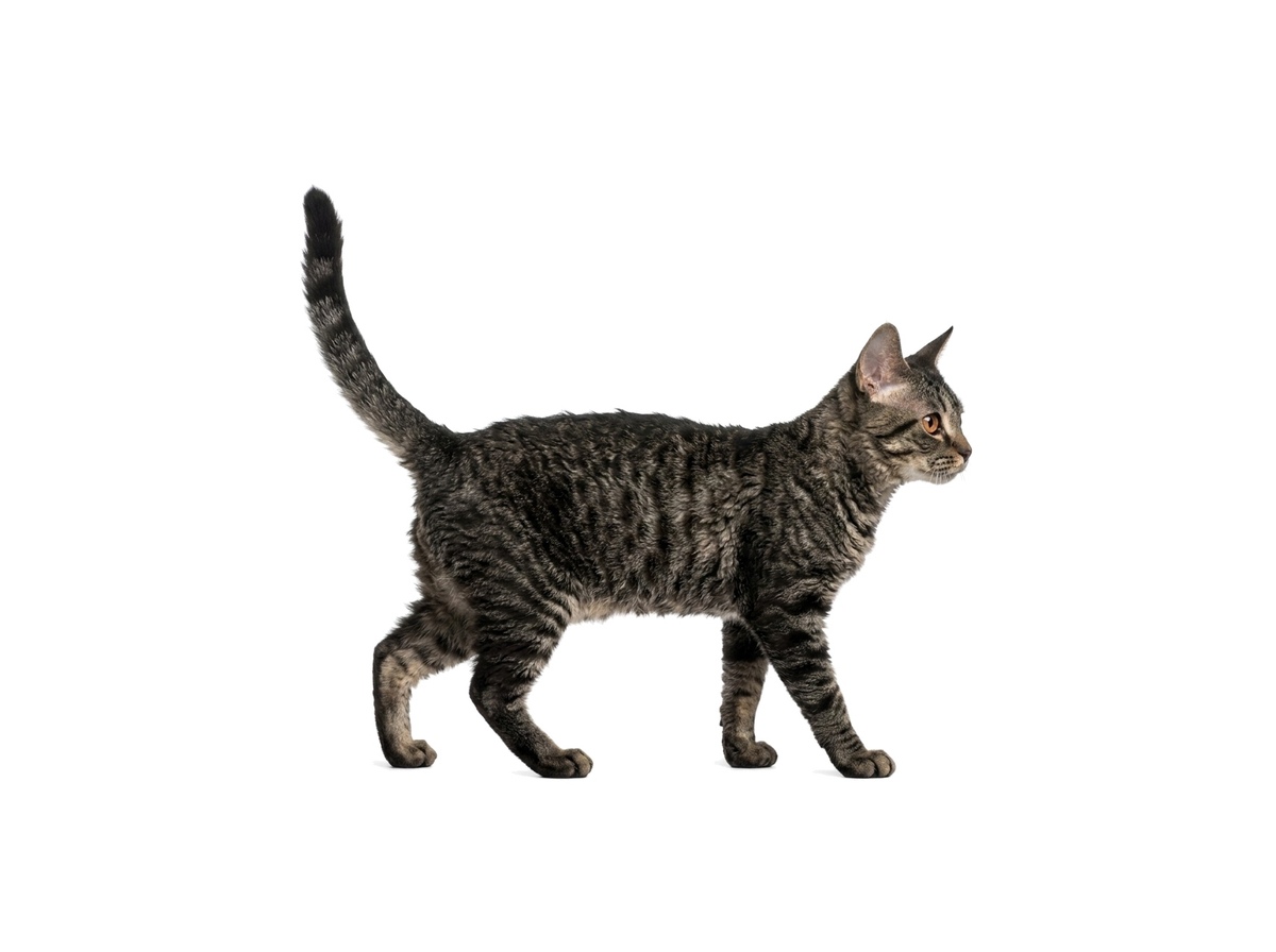 German Rex representative cat