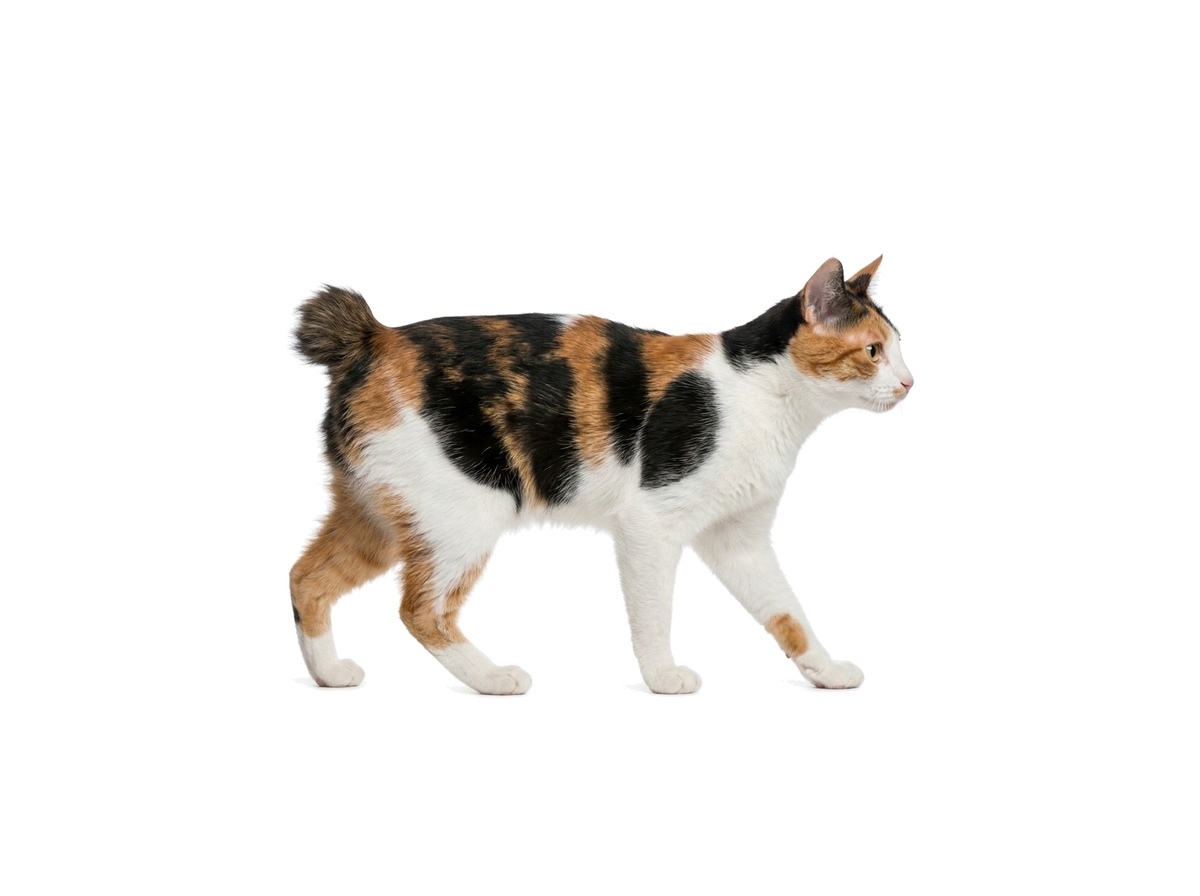 Japanese Bobtail Shorthair representative cat