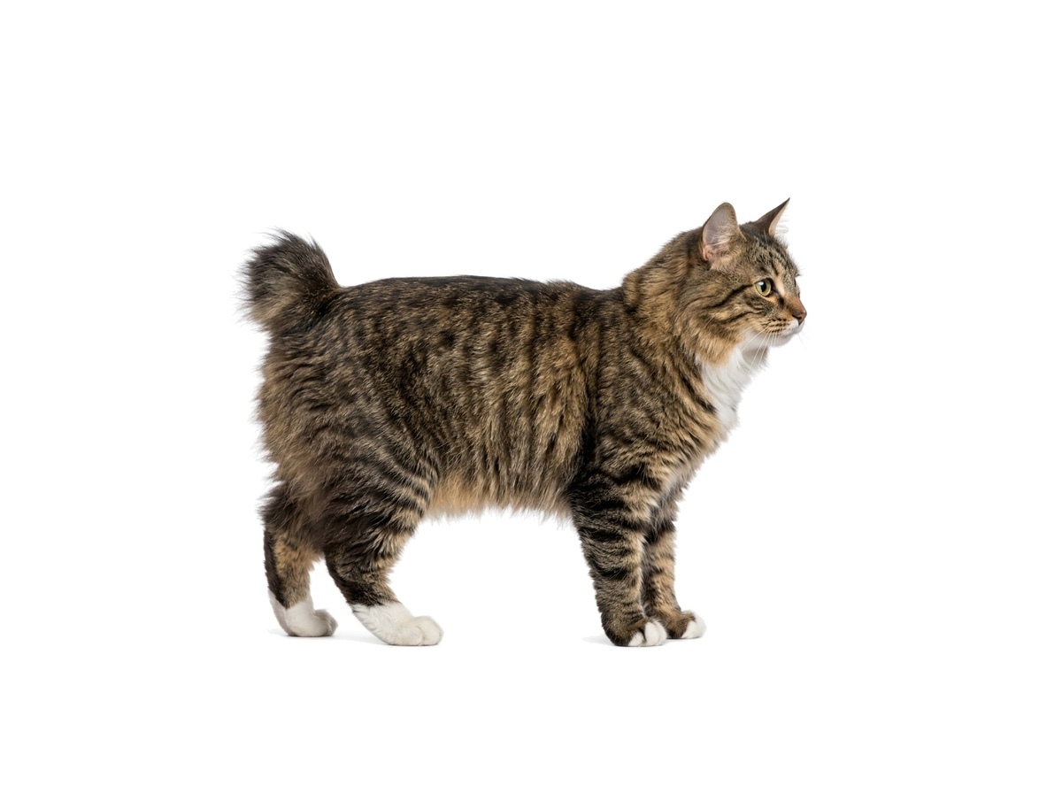 Kurilean Bobtail Longhair representative cat