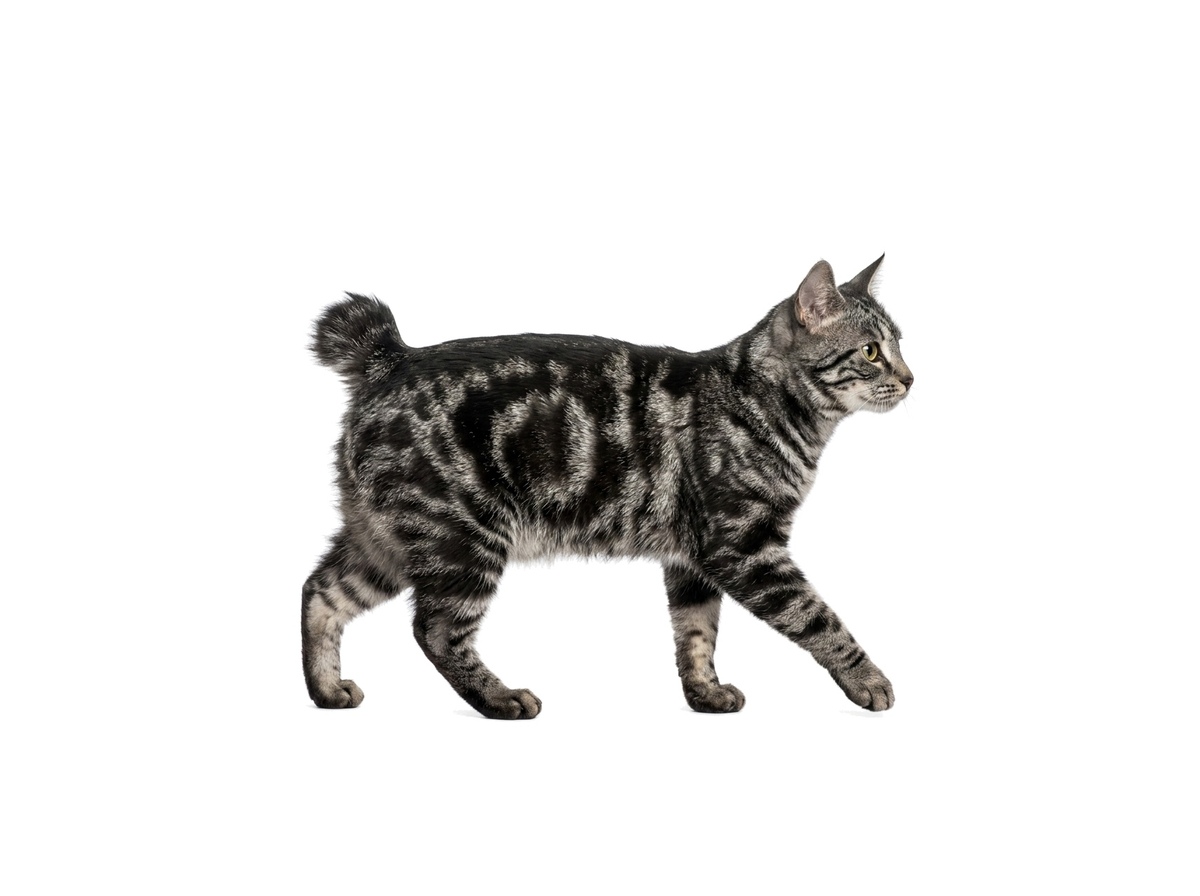 Kurilean Bobtail Shorthair representative cat