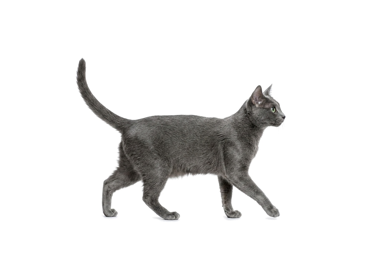Korat representative cat
