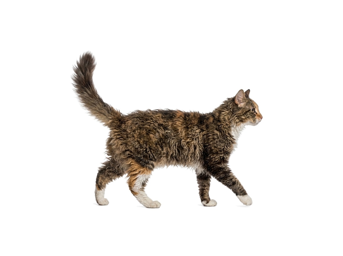 LaPerm Longhair representative cat