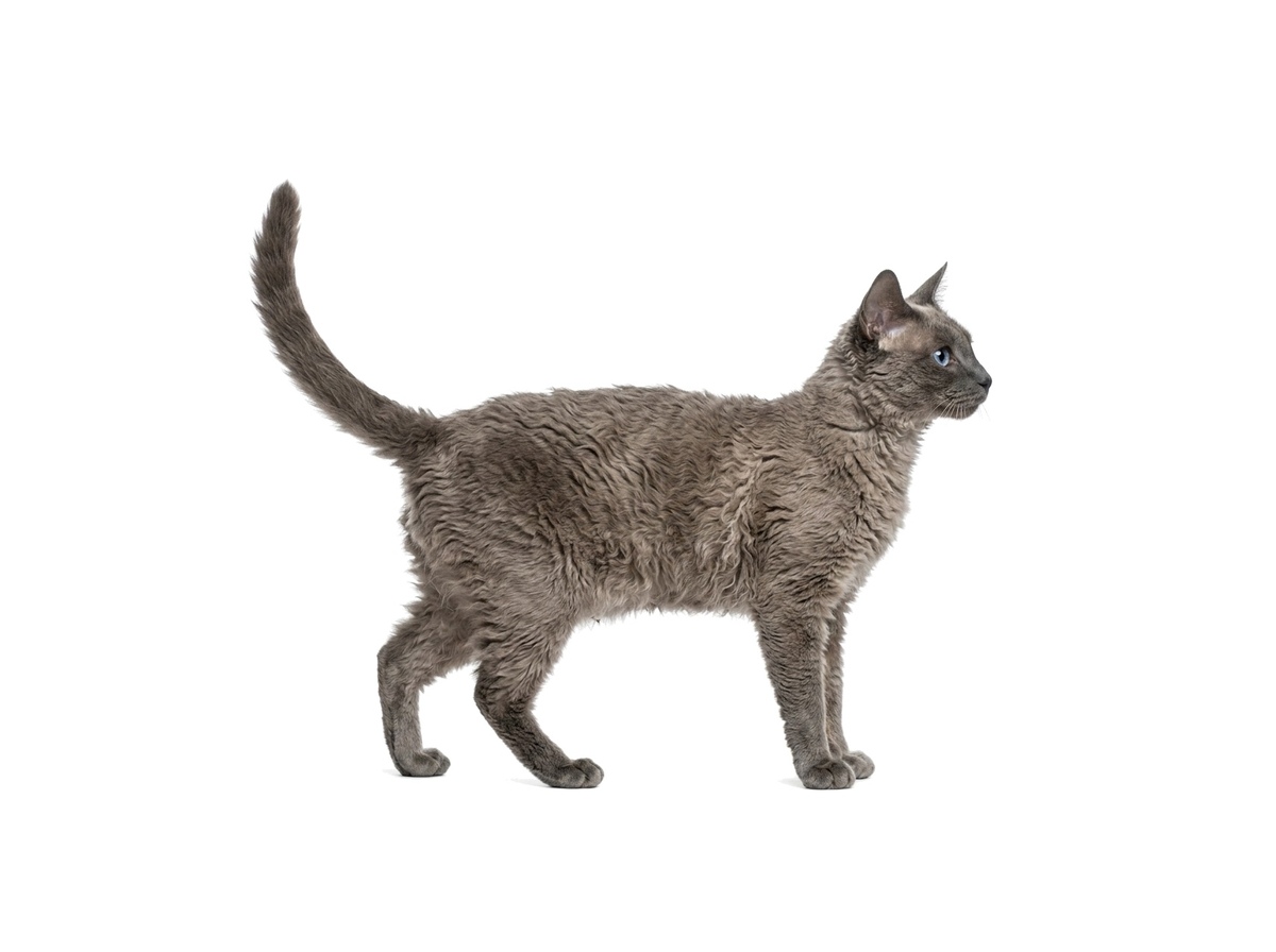 LaPerm Shorthair representative cat