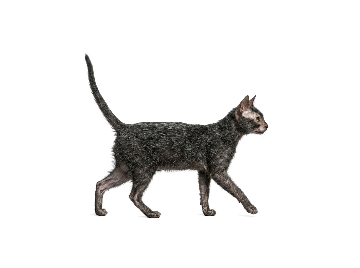Lykoi representative cat