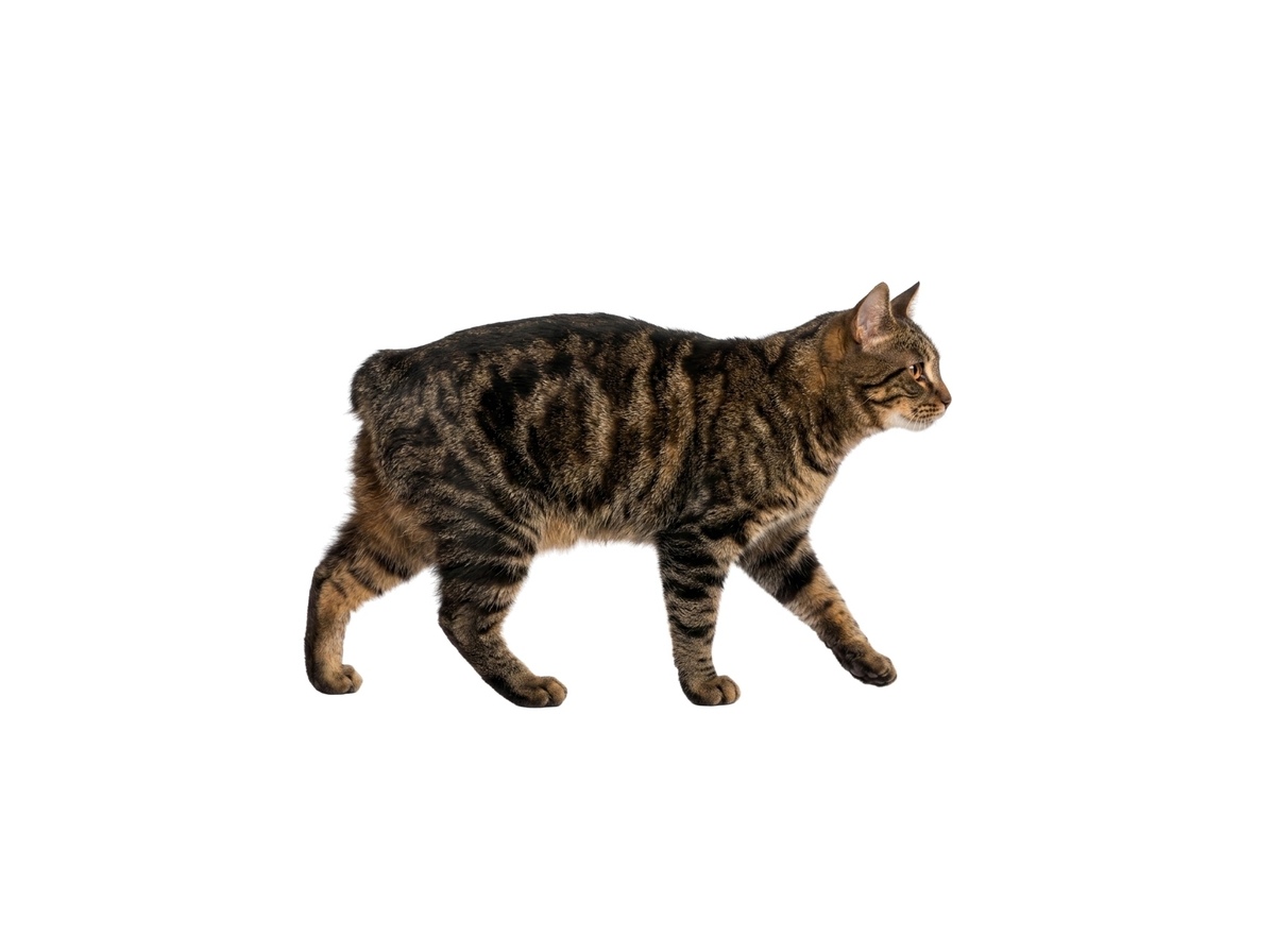 Manx representative cat