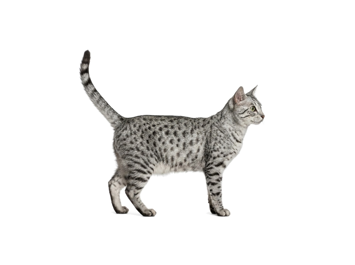 Egyptian Mau representative cat