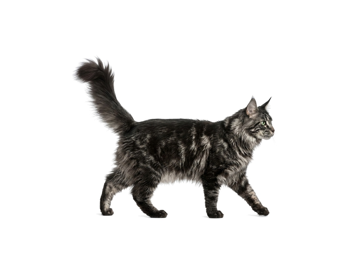 Maine Coon representative cat