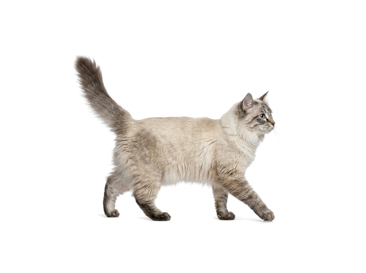 Neva Masquerade representative cat