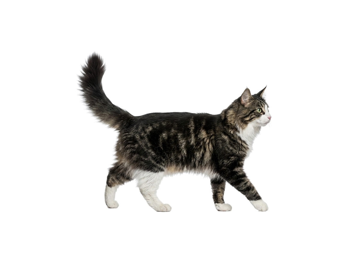 Norwegian Forest Cat representative cat