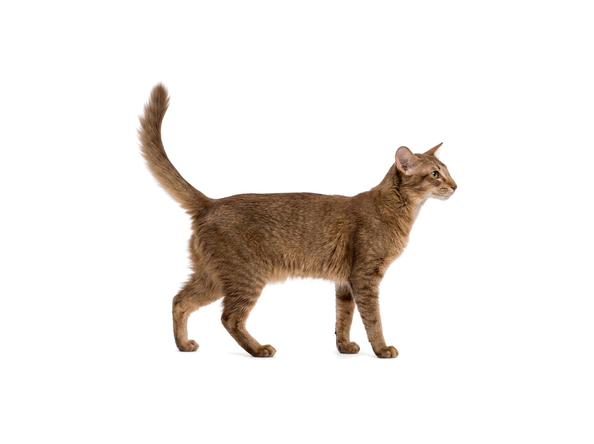 Oriental Longhair representative cat