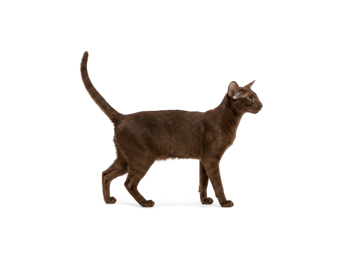 Oriental Shorthair representative cat