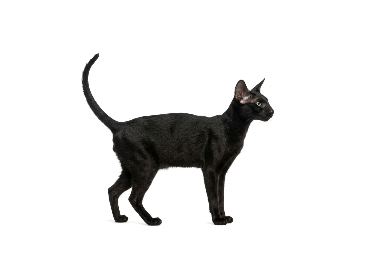 Peterbald representative cat
