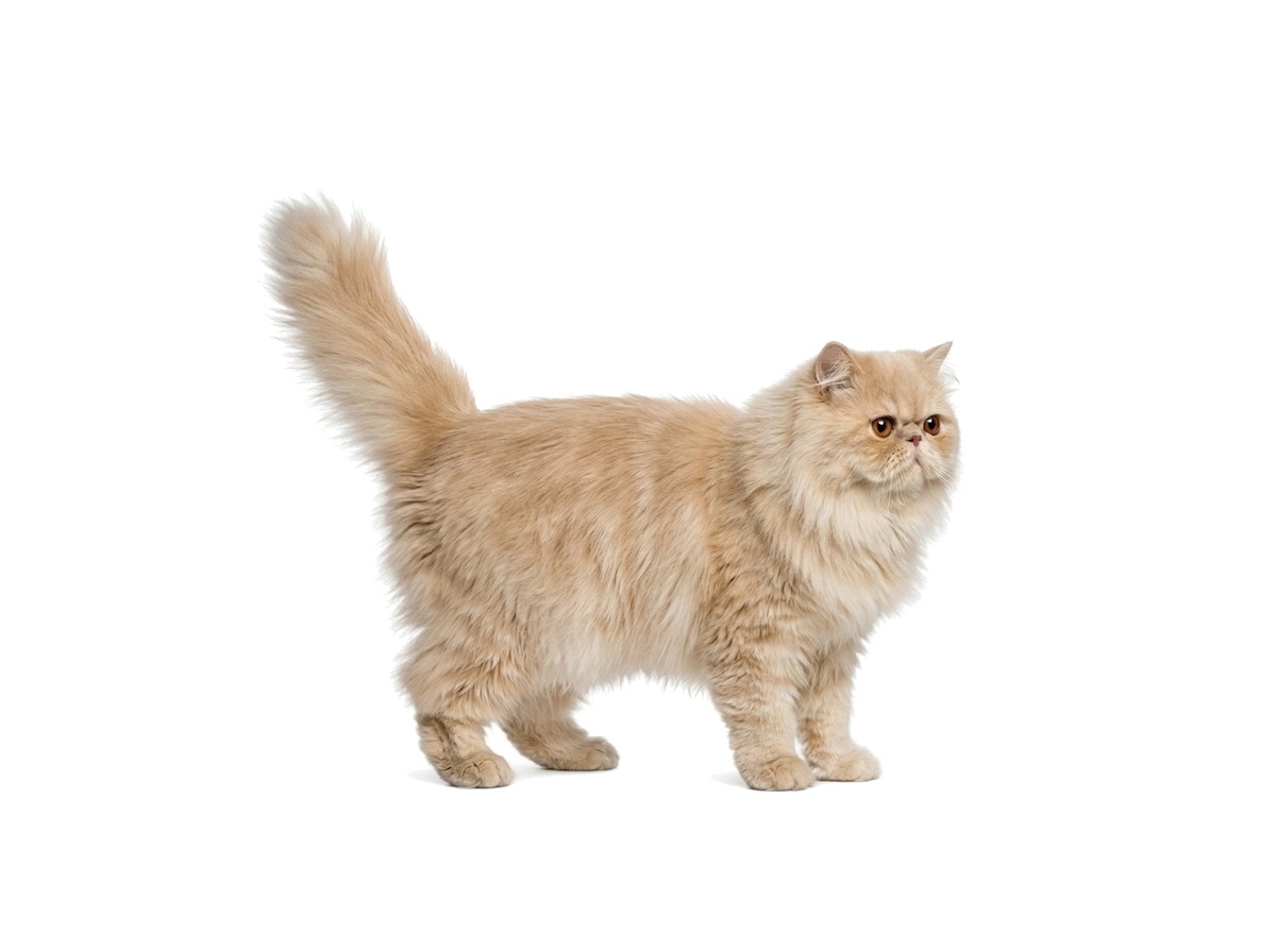 Persian representative cat
