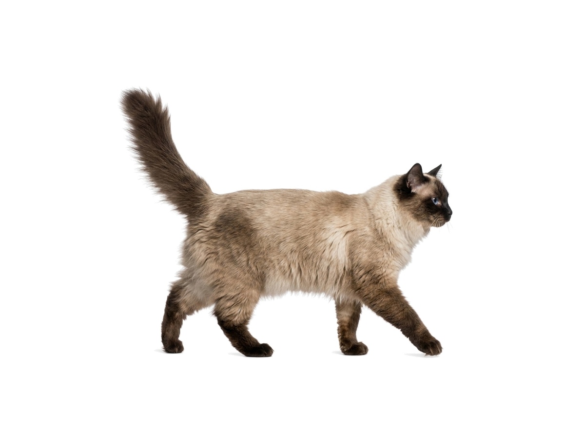 Ragdoll representative cat