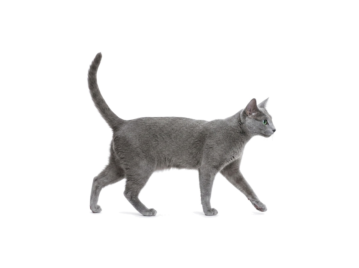 Russian Blue representative cat