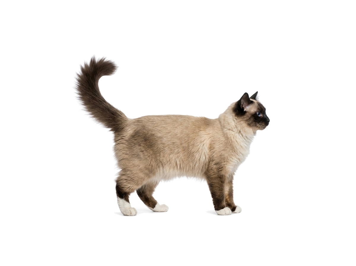Sacred Birman representative cat