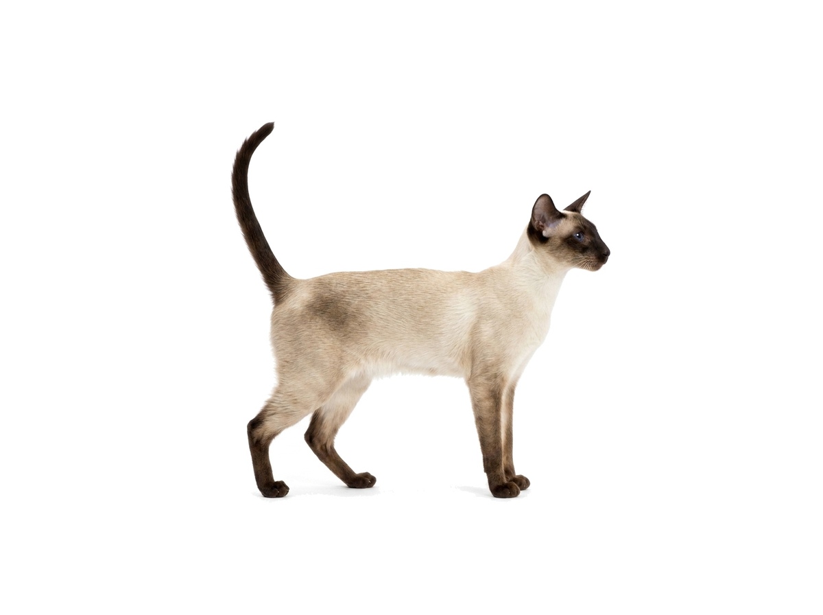 Siamese representative cat