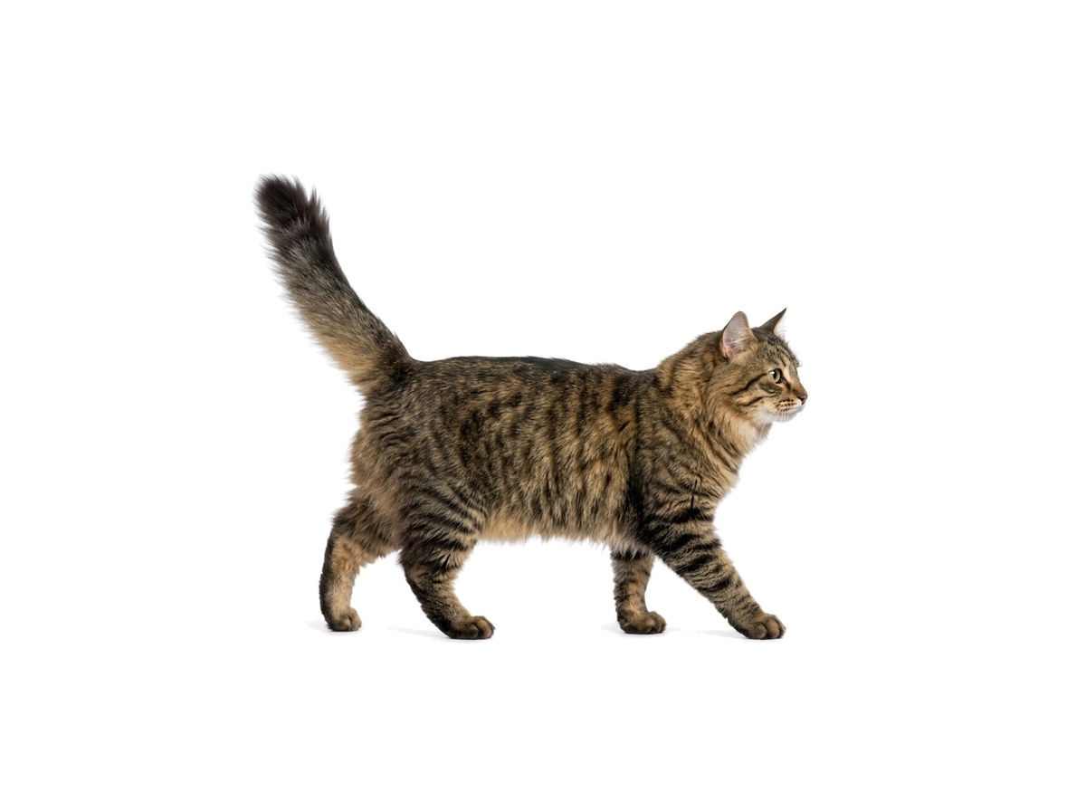 Siberian representative cat