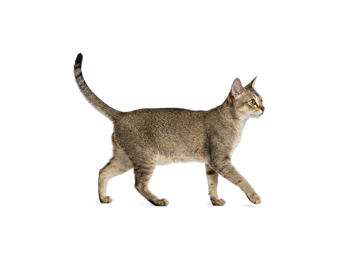 Singapura representative cat
