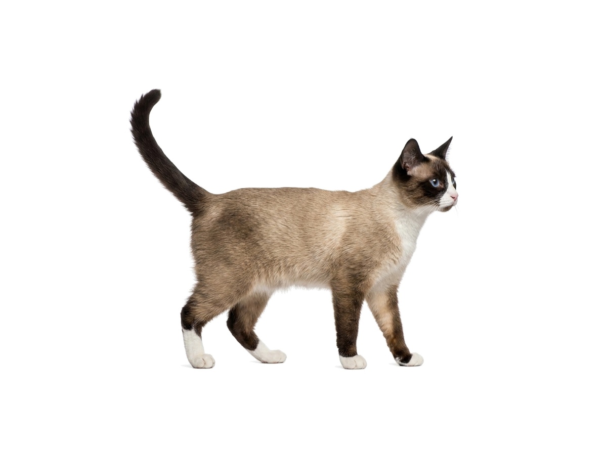 Snowshoe representative cat