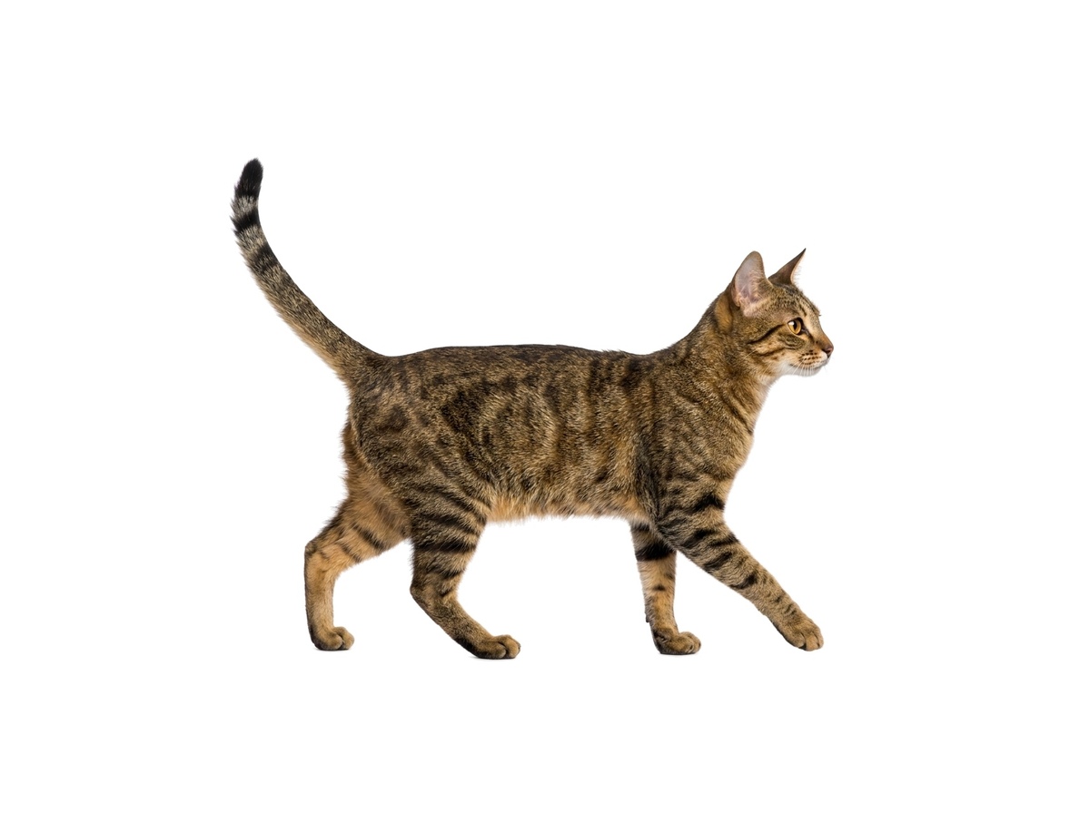 Sokoke representative cat