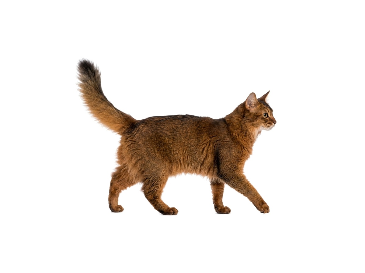 Somali representative cat
