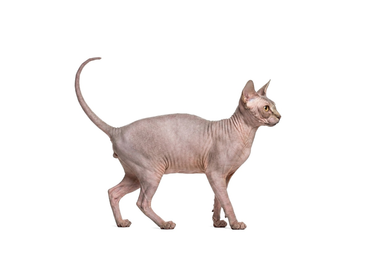 Sphynx representative cat
