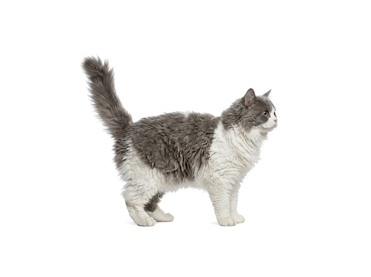 Selkirk Rex Longhair representative cat