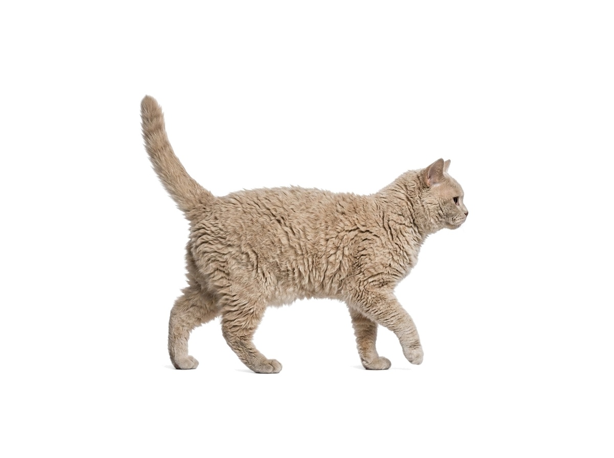 Selkirk Rex Shorthair representative cat