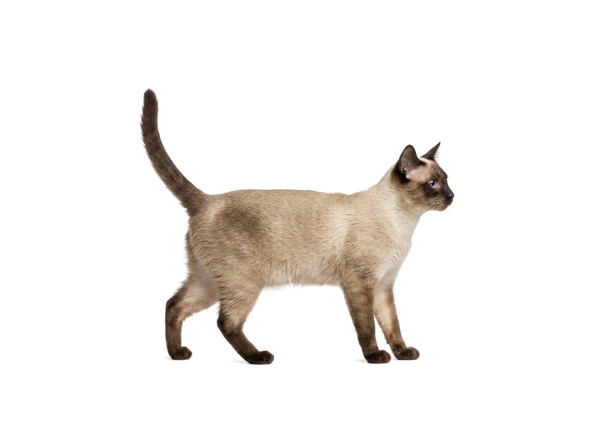 Thai representative cat