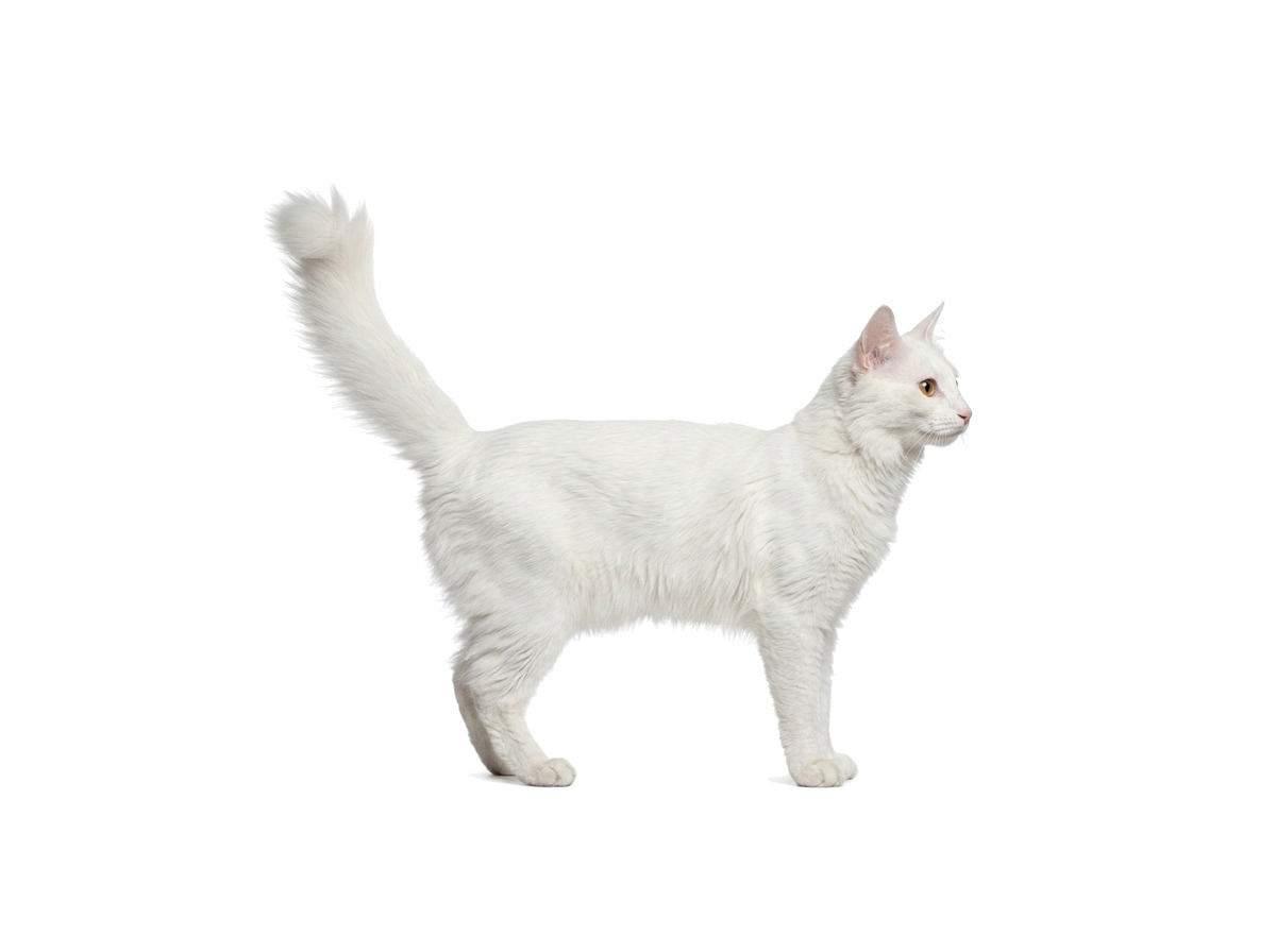 Turkish Angora representative cat