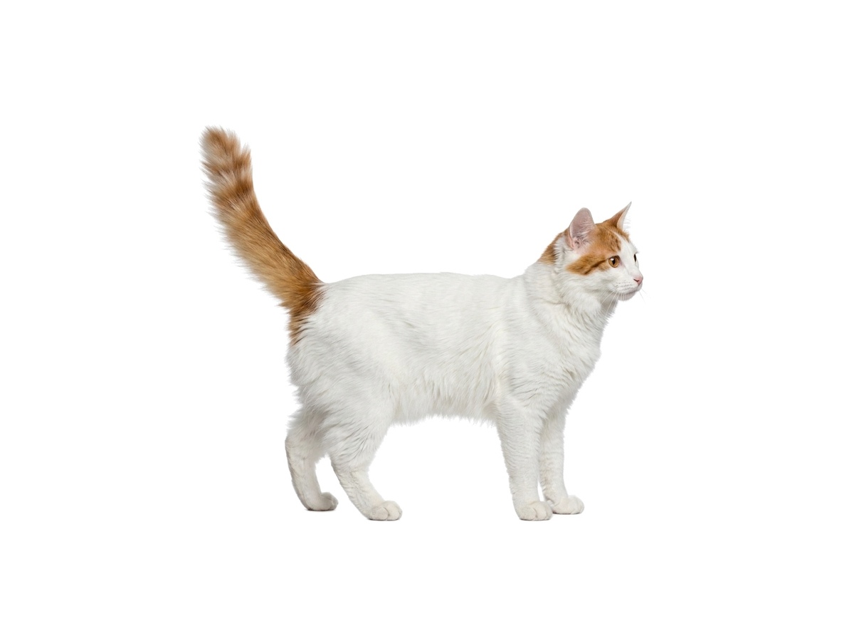 Turkish Van representative cat