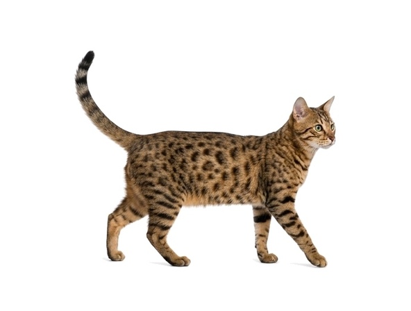 Felidex-generated silver spotted Egyptian Mau parent